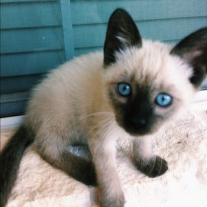 Meet your Posher, Allee